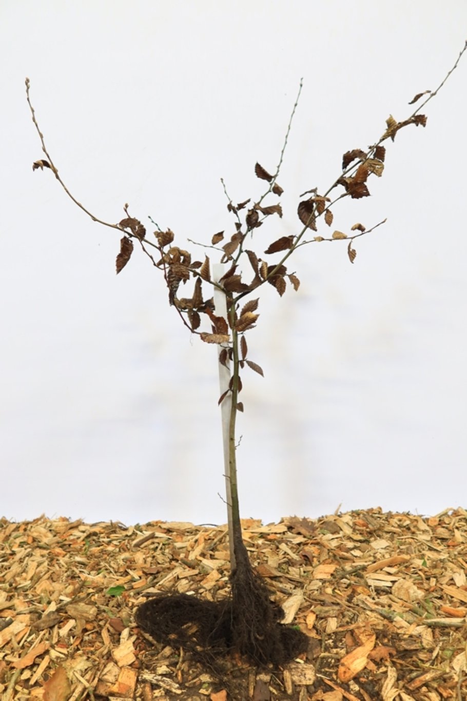 Carpinus betulus - 80-120 CM bare root 1/1